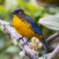 Lacrimose Mountain-Tanager